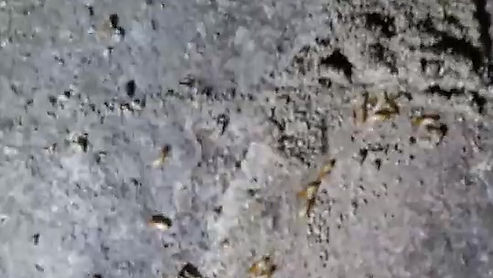 地面裂縫入侵白蟻